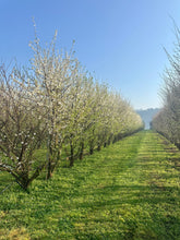 Load image into Gallery viewer, Spring in the Orchard